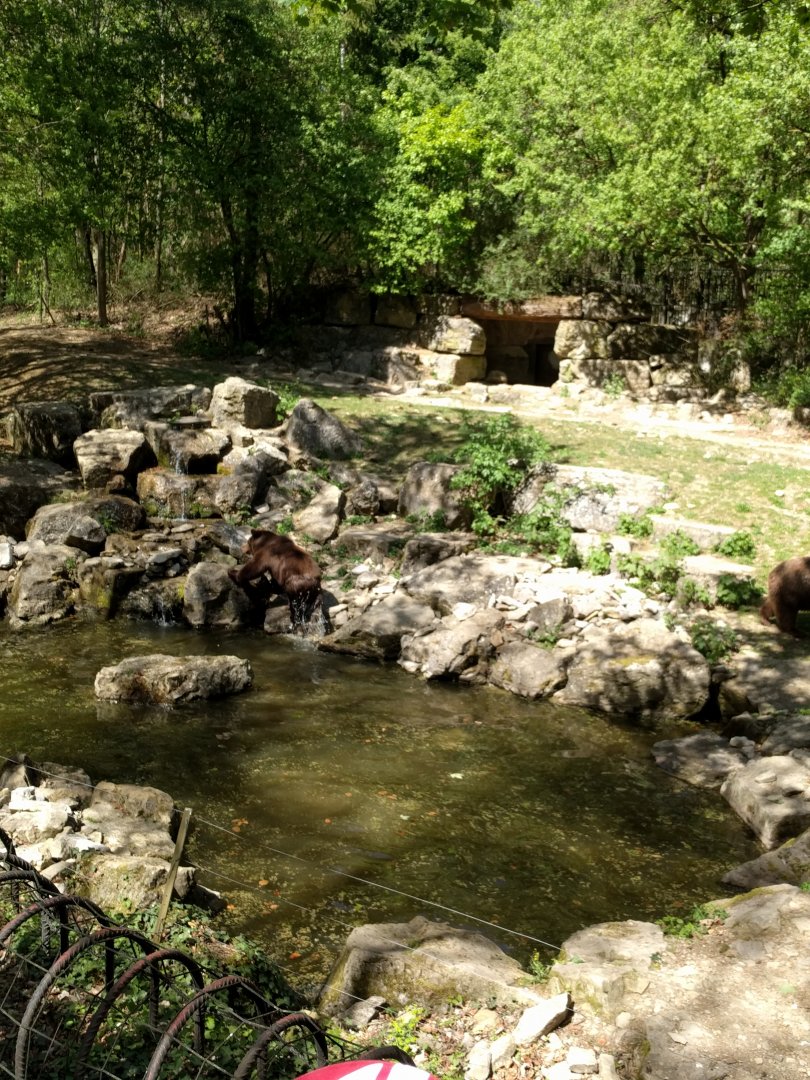 European Brown Bear Enclosure
