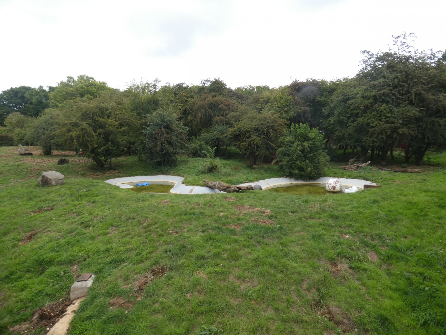 European Brown Bear enclosure