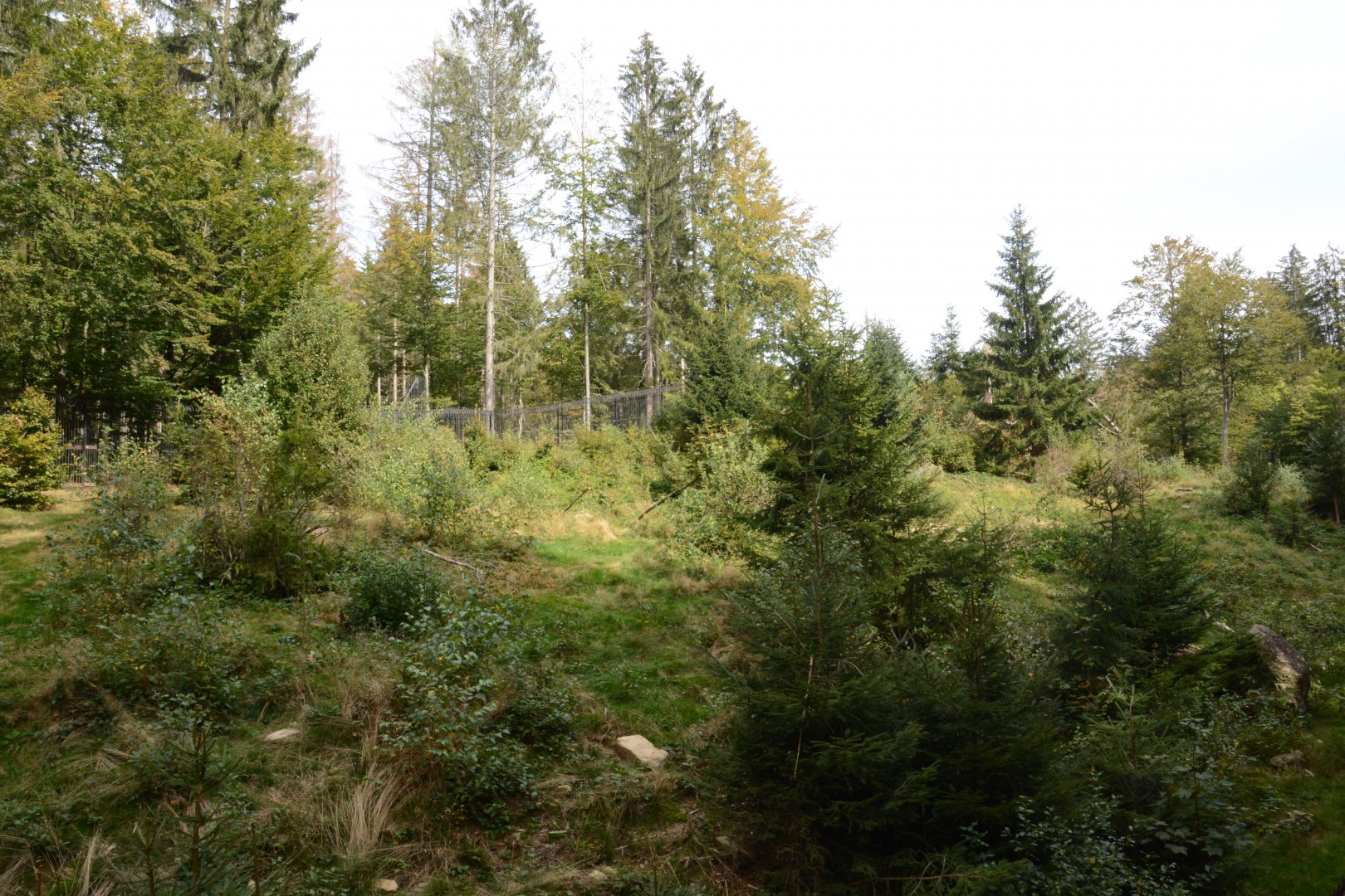 European brown bear enclosure