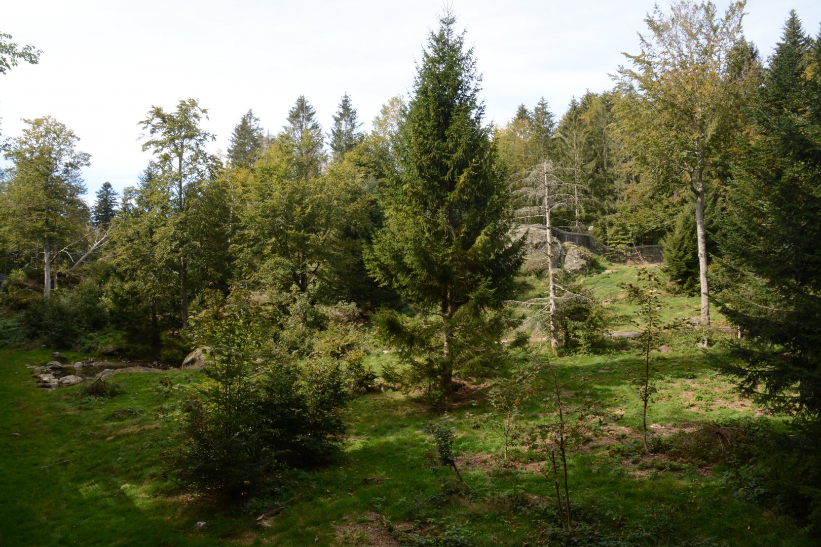 European brown bear enclosure