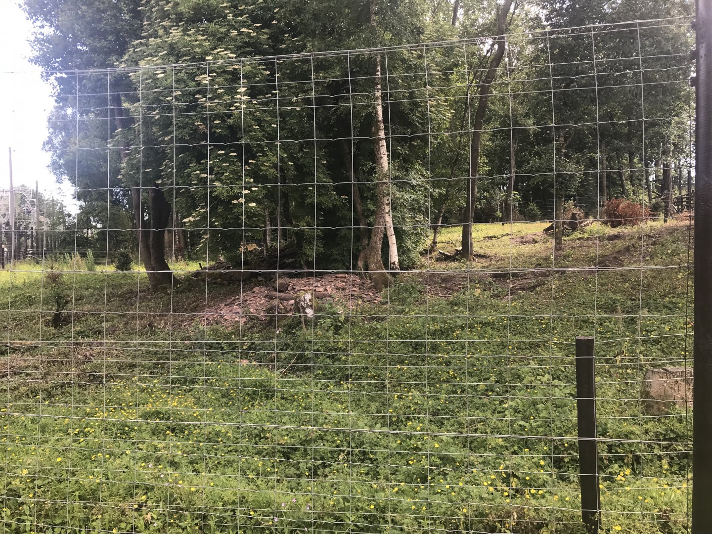 European brown bear enclosure