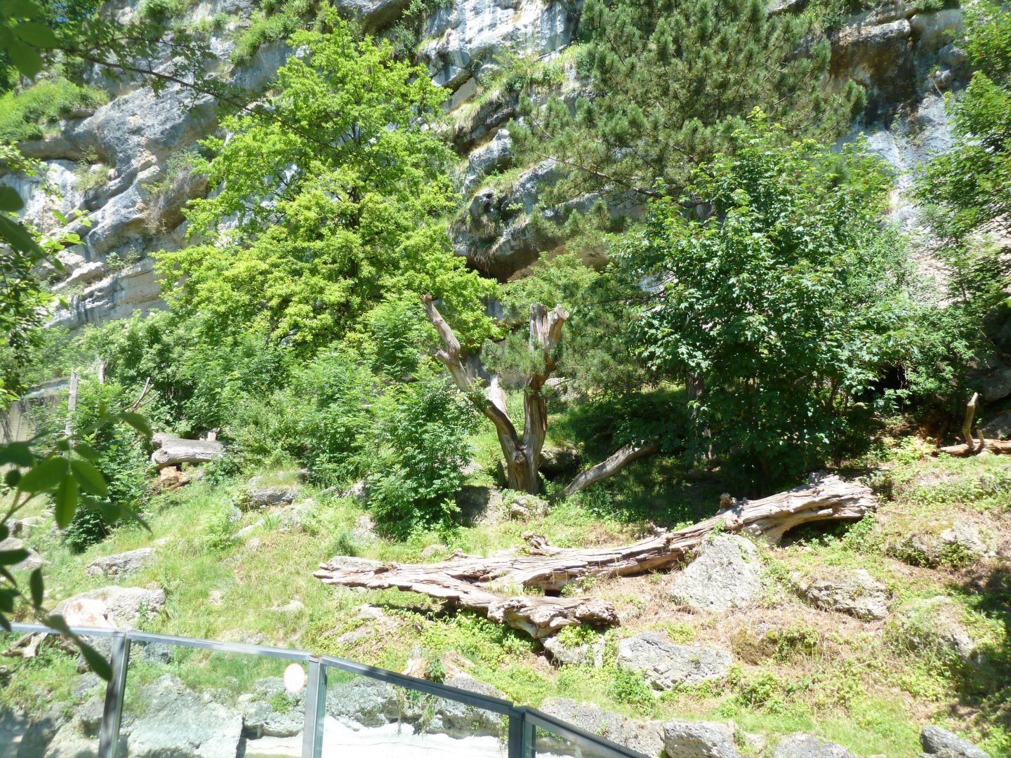 European brown bear enclosure