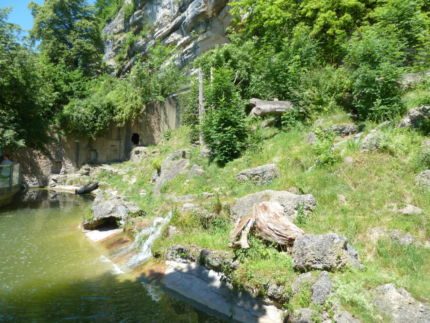 European brown bear enclosure
