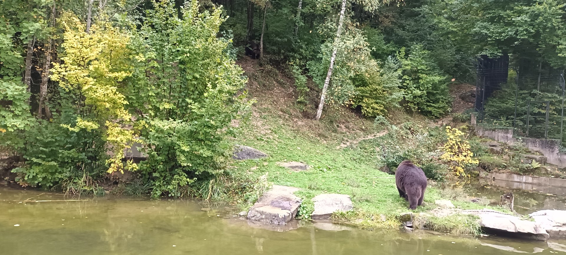 European brown Bear Enclosure