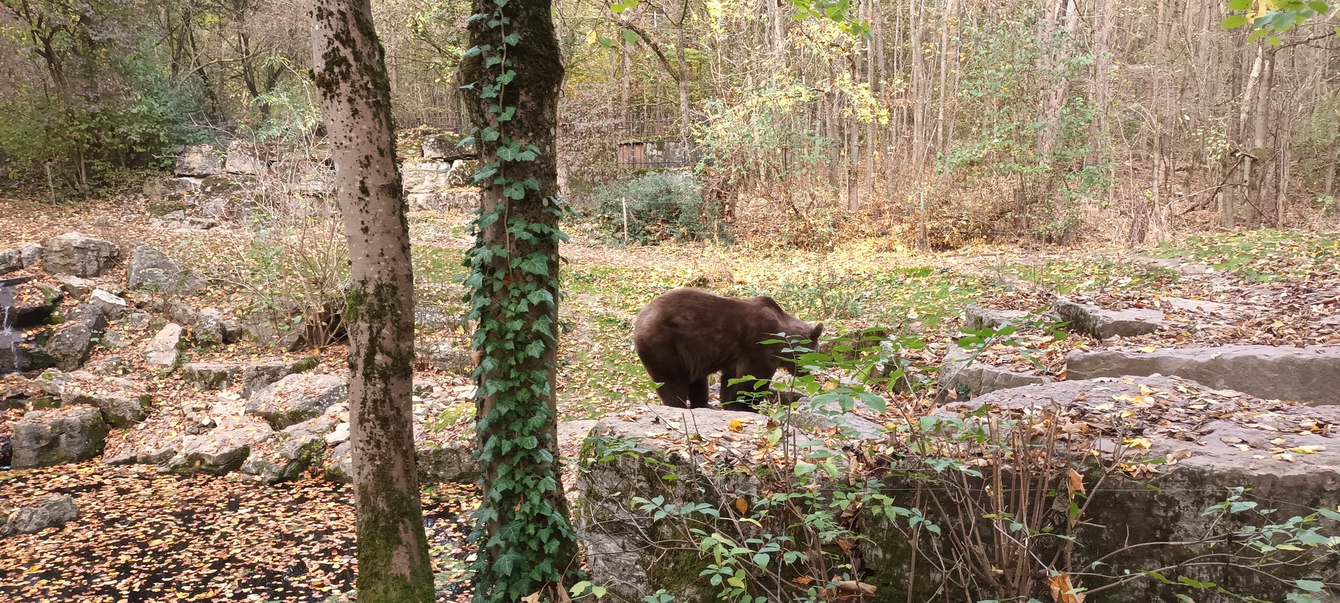 European brown Bear Enclosure