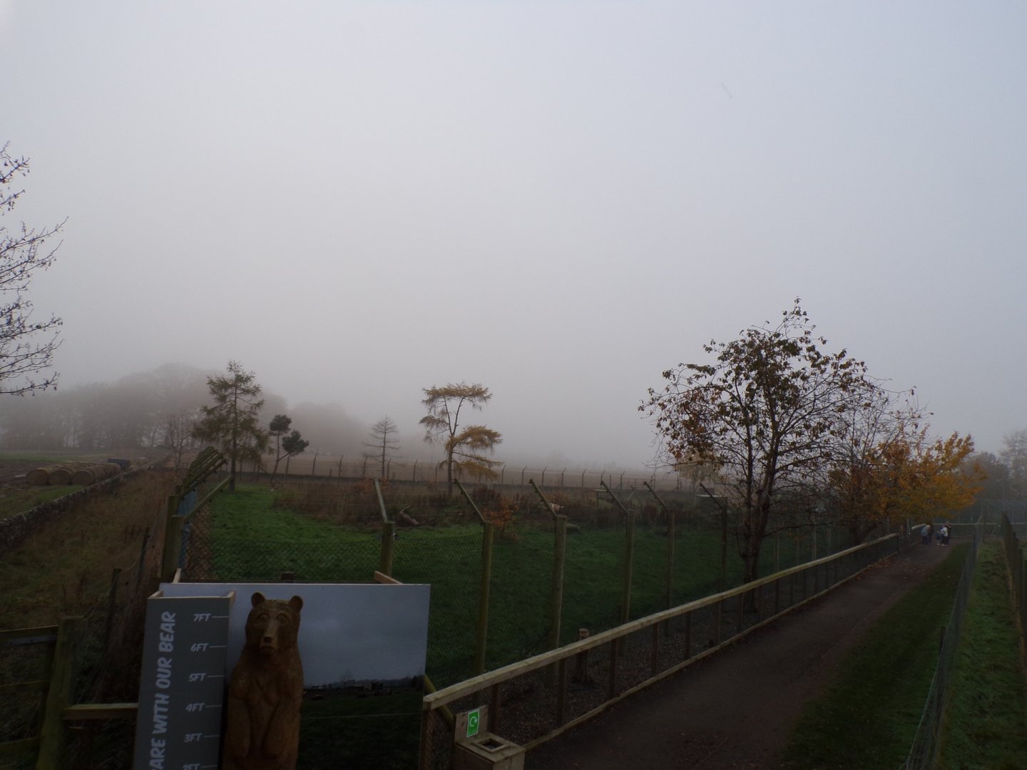 European brown bear enclosure