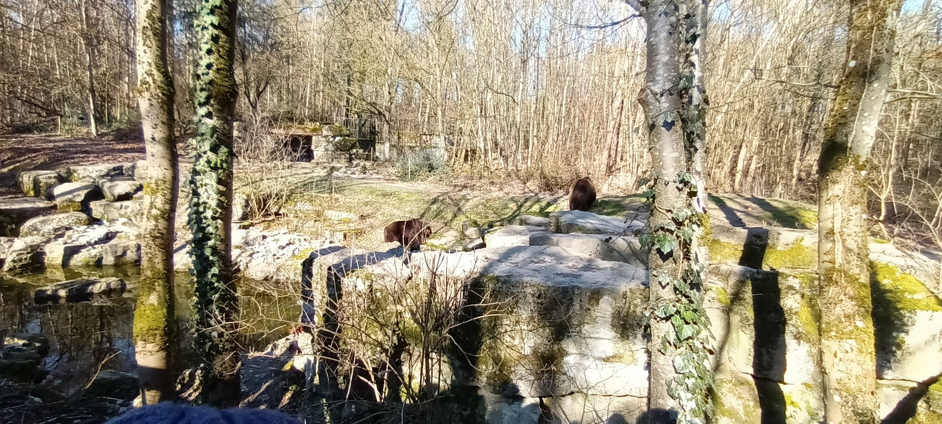 European Brown Bear Enclosure