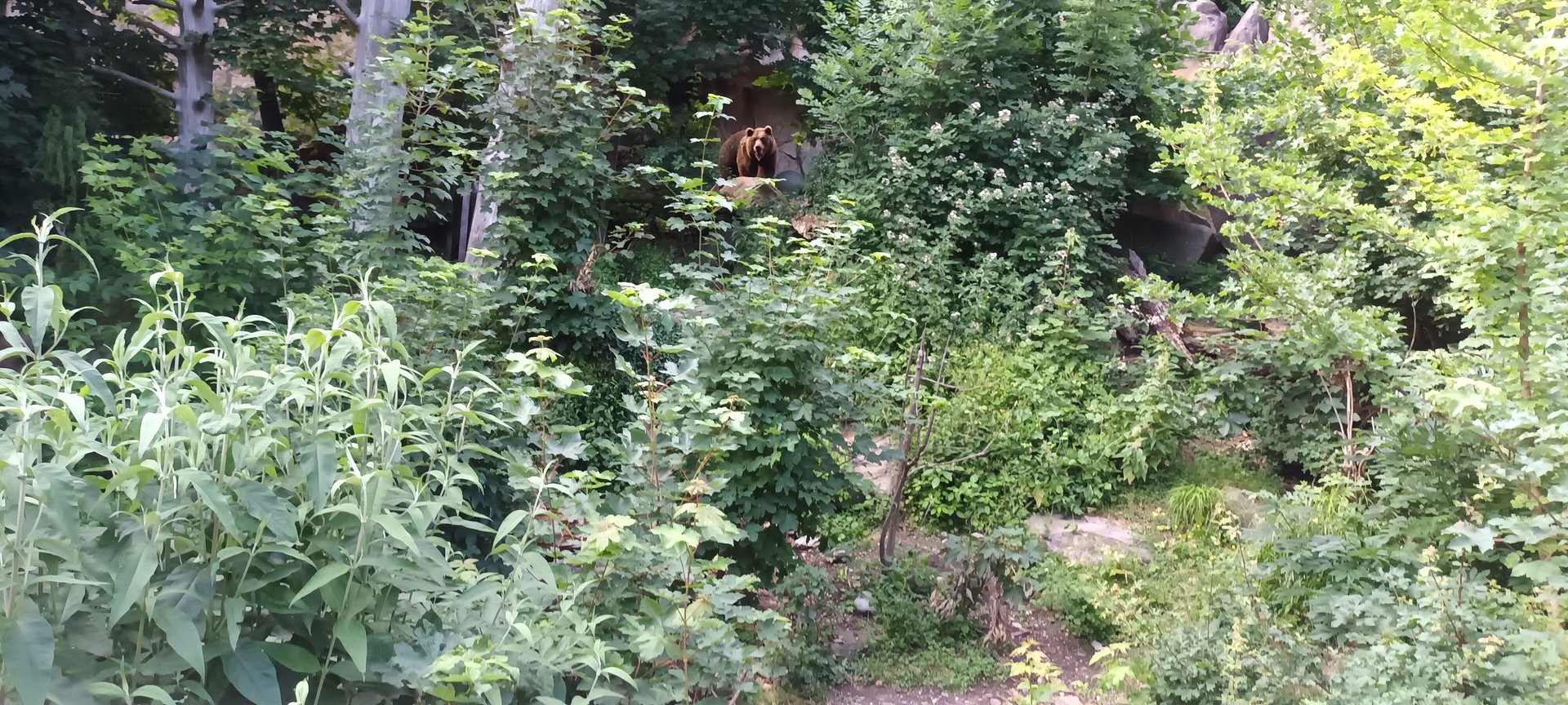 European Brown Bear Enclosure