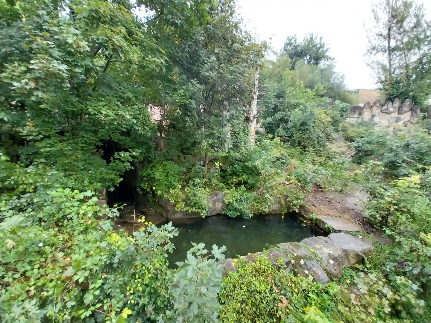 European brown bear enclosure