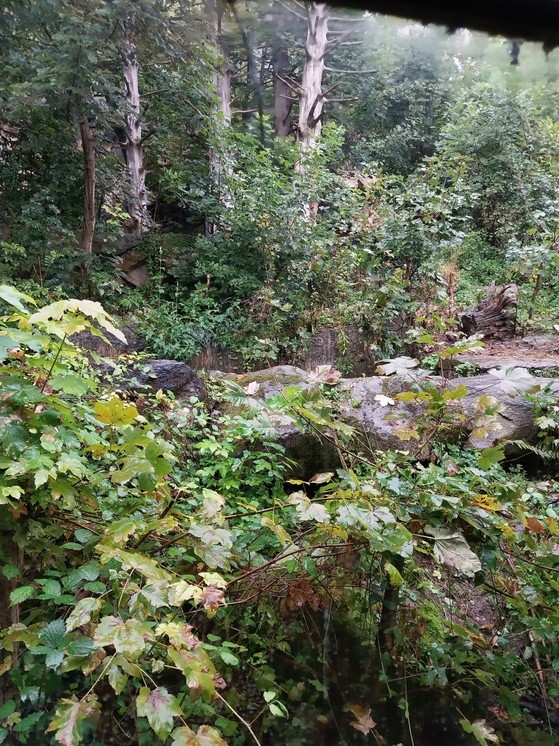 European brown bear enclosure