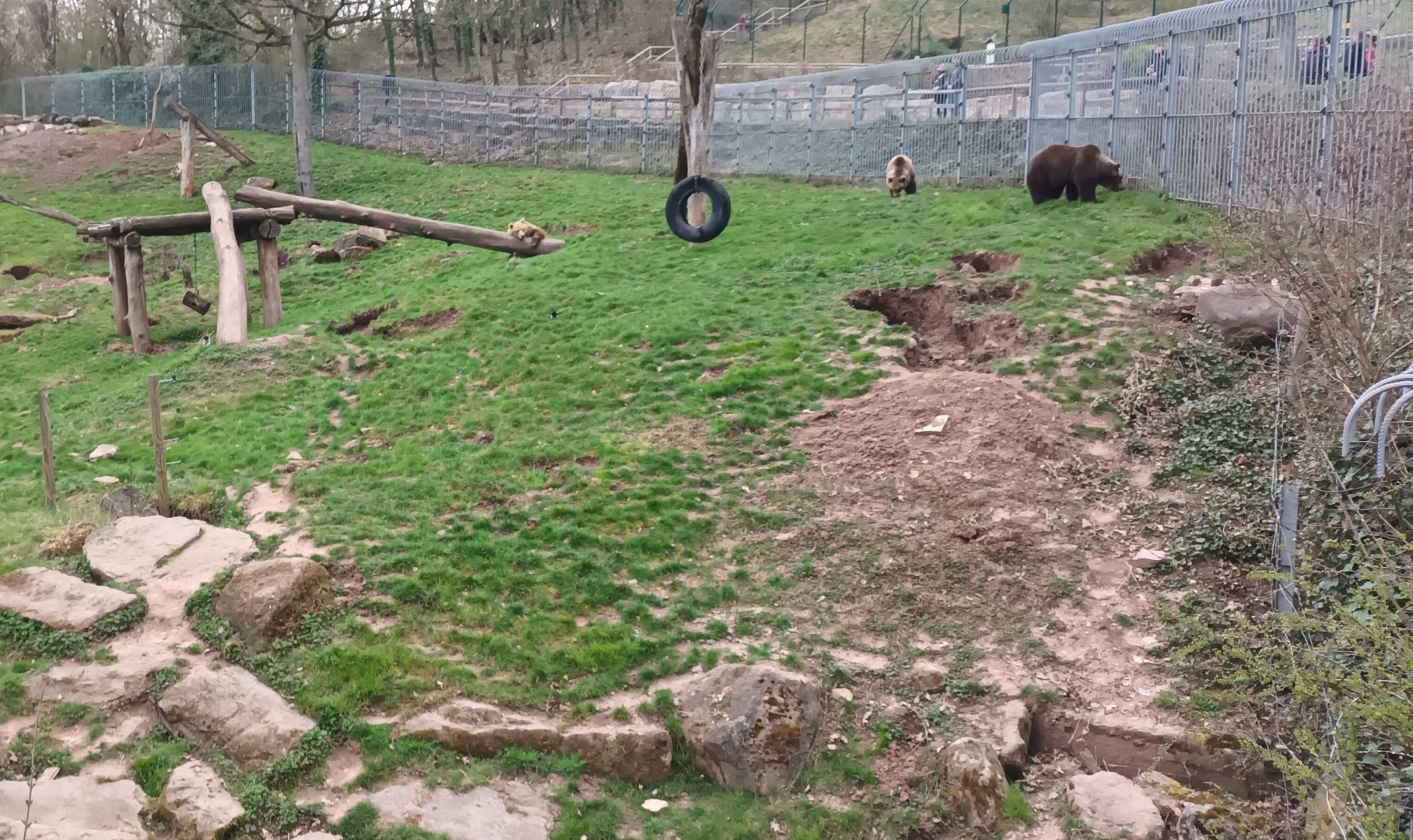 European Brown Bear Enclosure