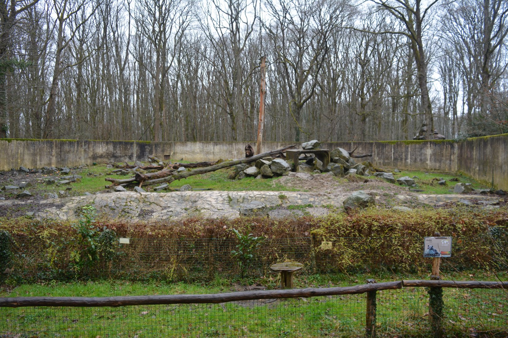 European Brown Bear enclosure