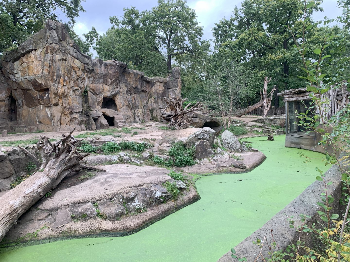 European Brown Bear enclosure