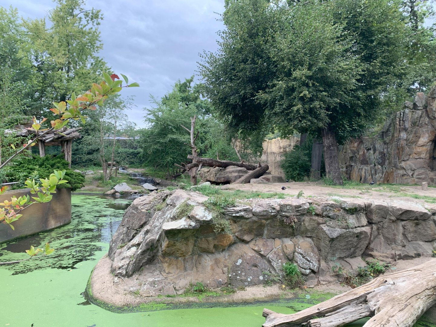 European Brown Bear enclosure