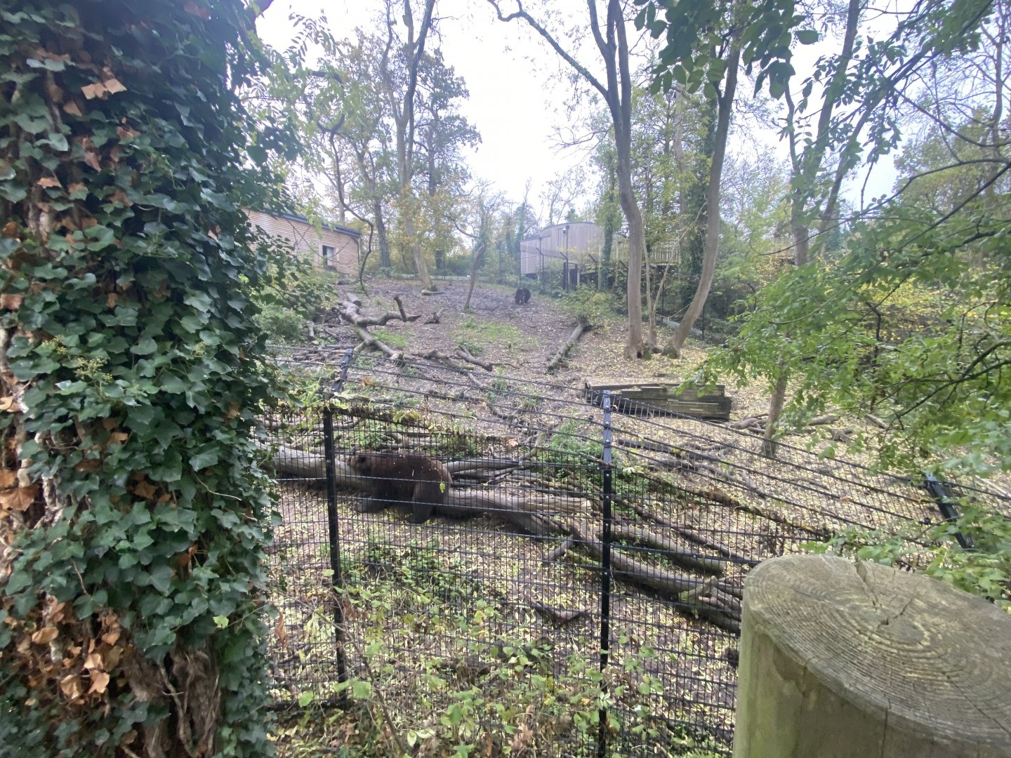 European brown bear enclosure