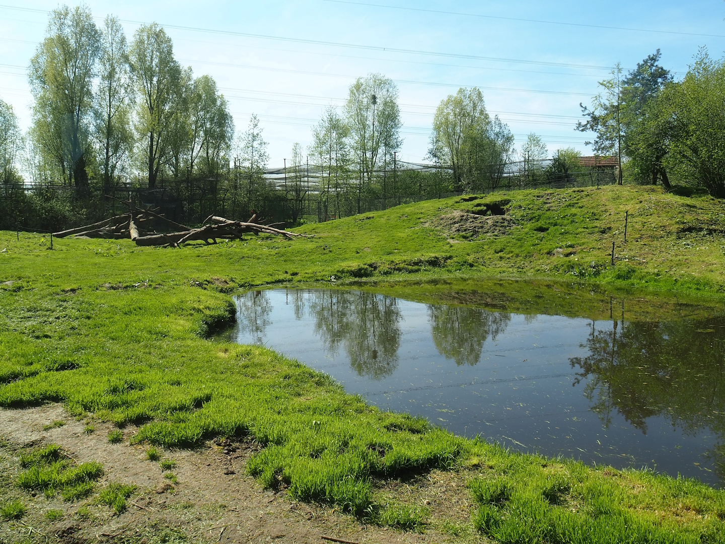 European brown bear exhibit, 2023-04-30