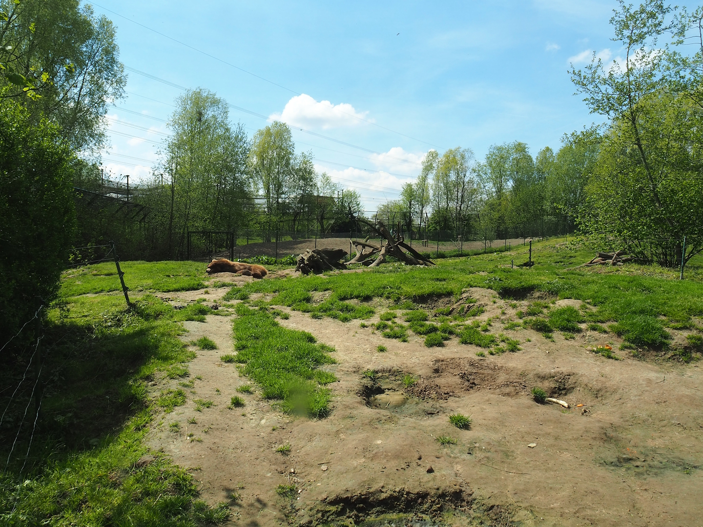European brown bear exhibit, 2023-04-30