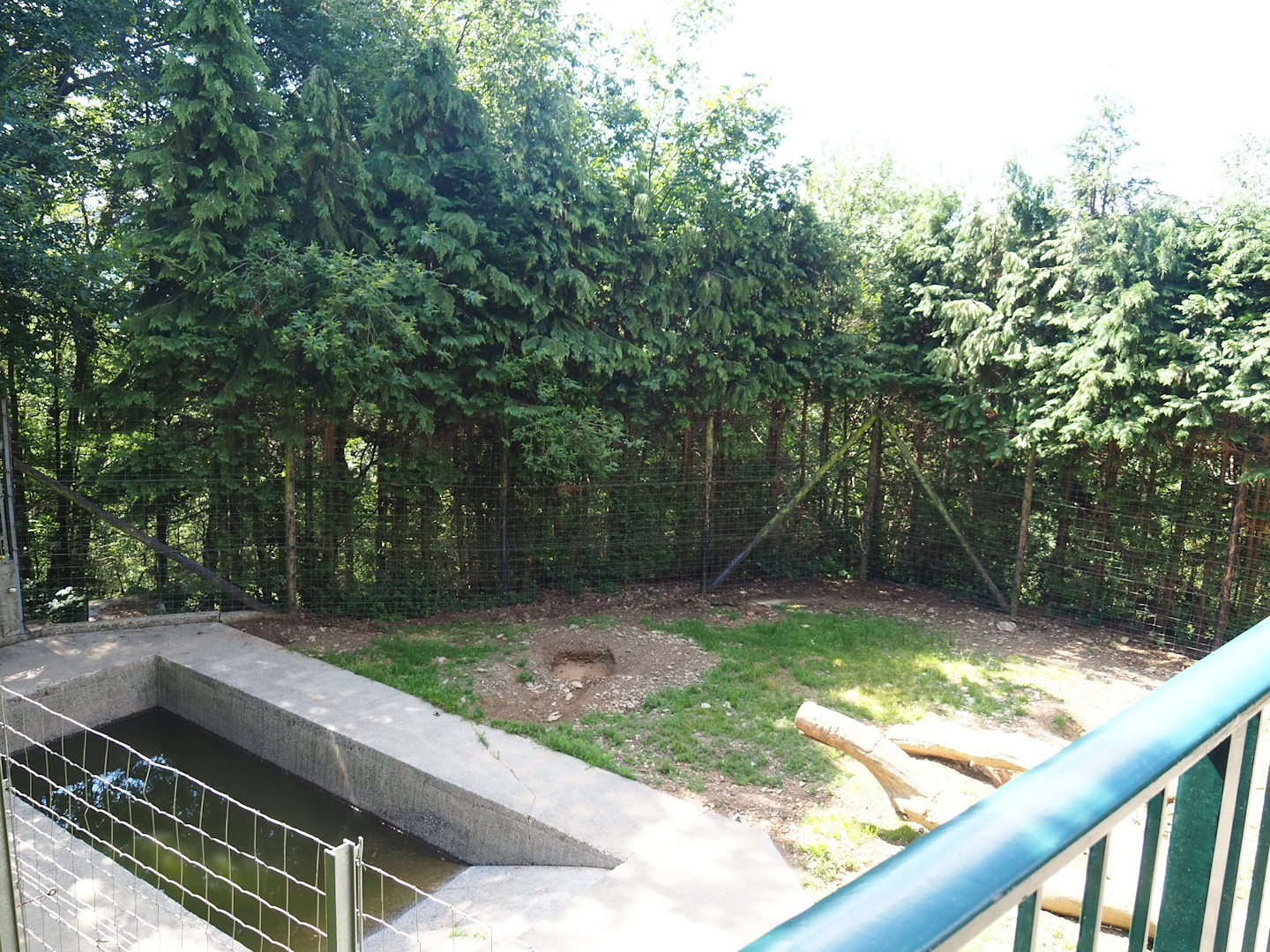 European Brown bear exhibit, 2023-06-24