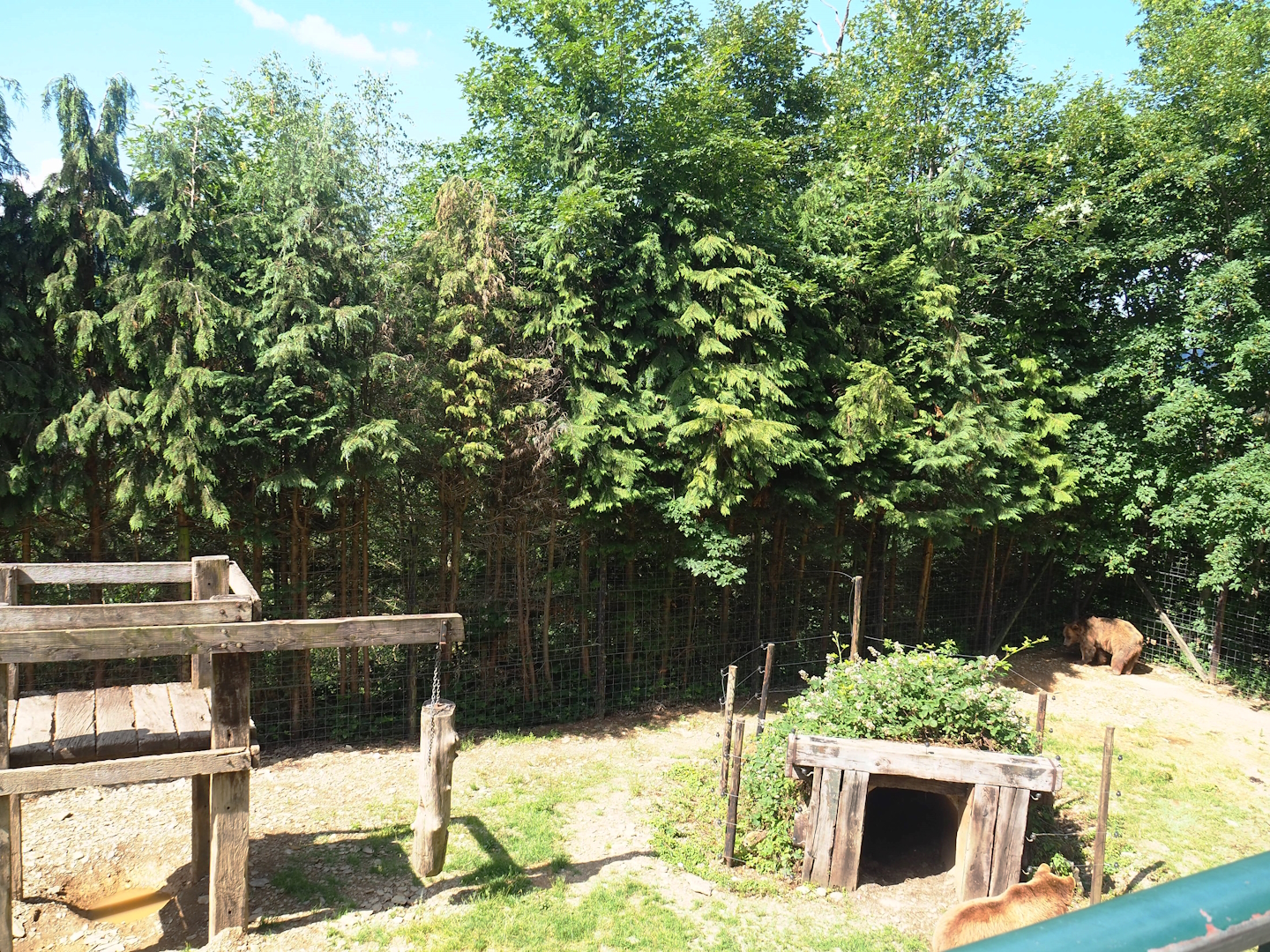 European Brown bear exhibit, 2023-06-24