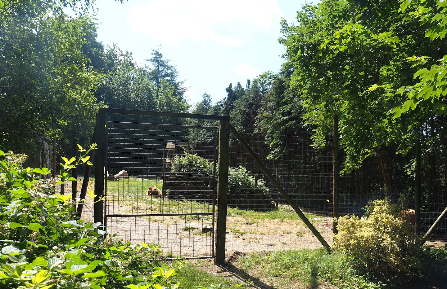 European Brown bear exhibit, 2023-06-24