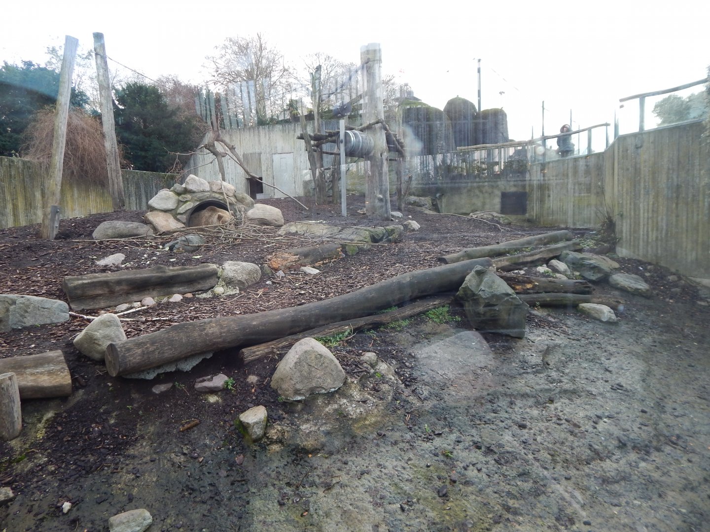 European brown bear exhibit 261124