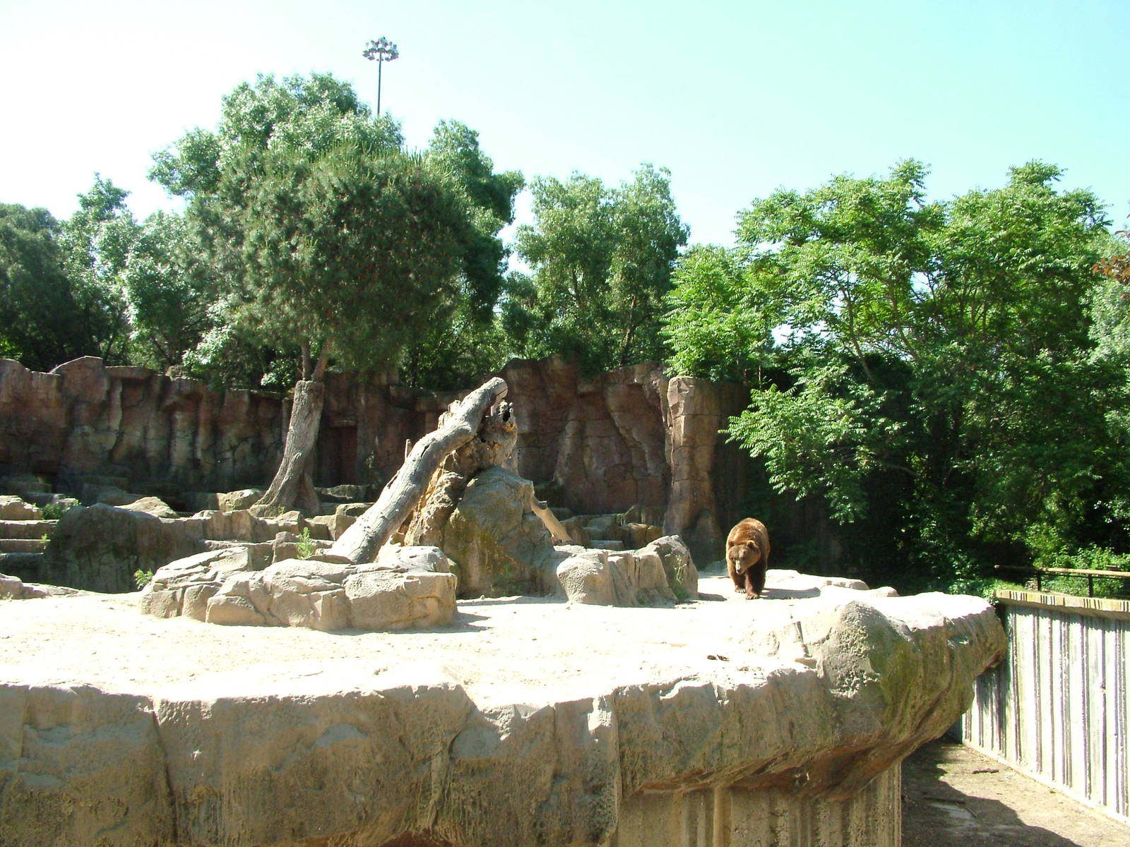 European Brown Bear Exhibit at Madrid Zoo Aquarium, 26/05/11