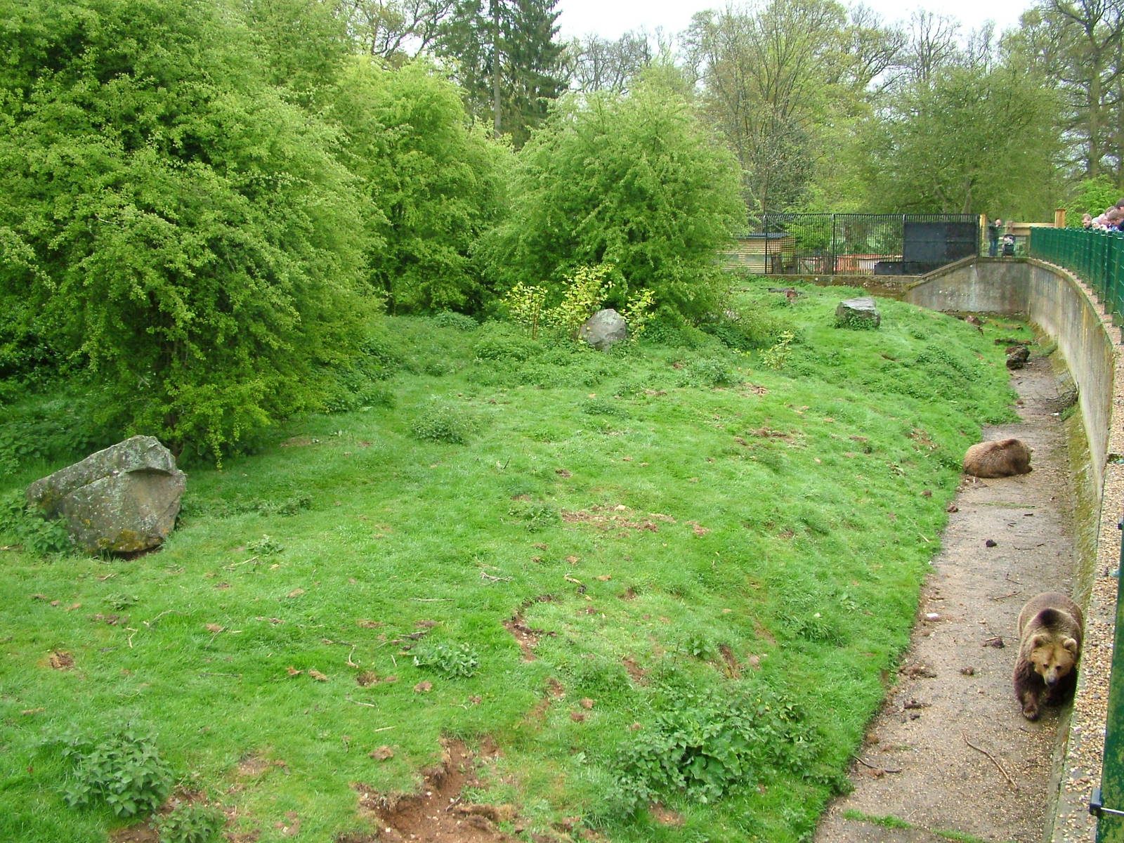 European Brown Bear exhibit at Whipsnade 08/05/10