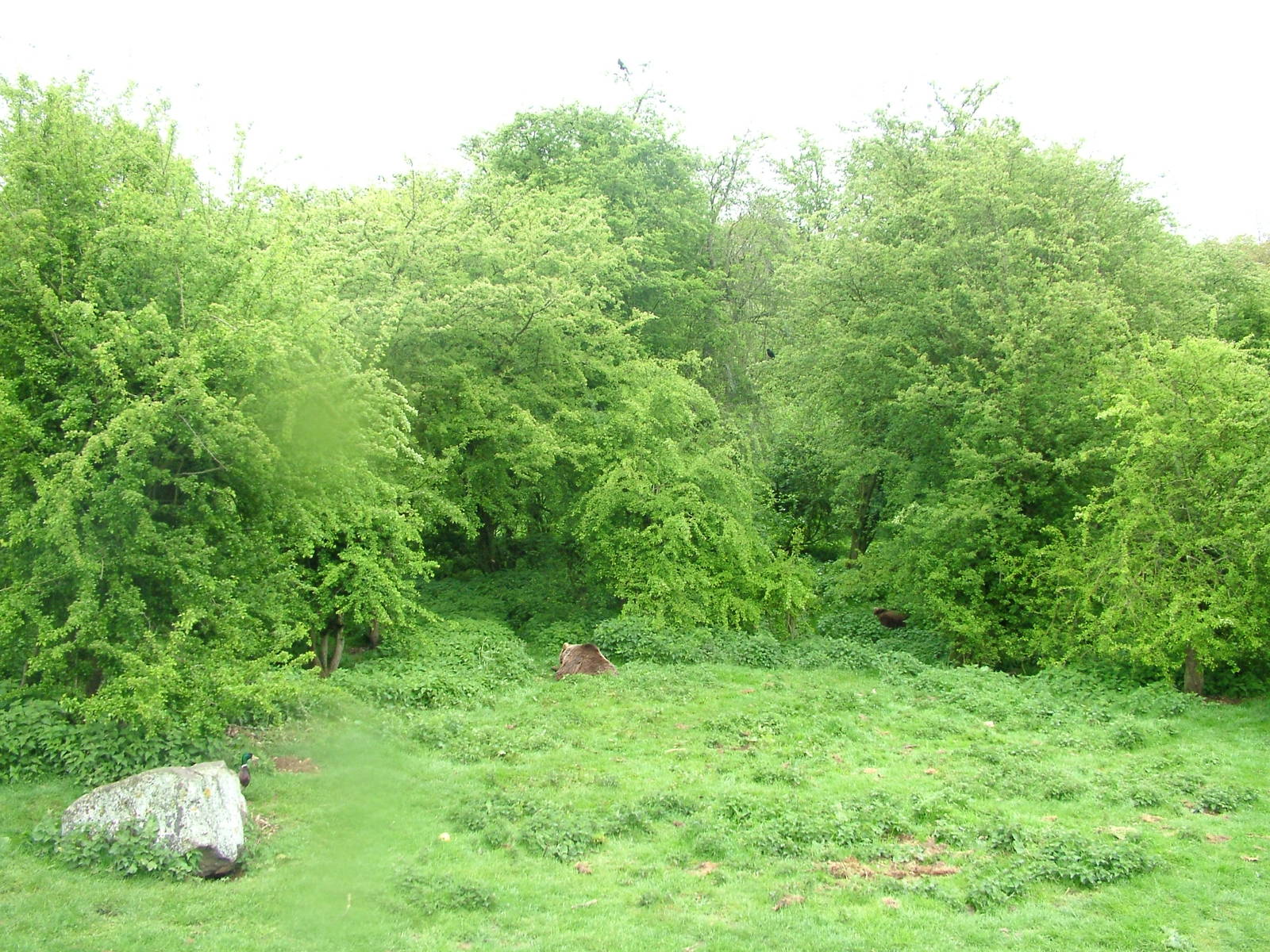 European Brown Bear exhibit at Whipsnade 08/05/10