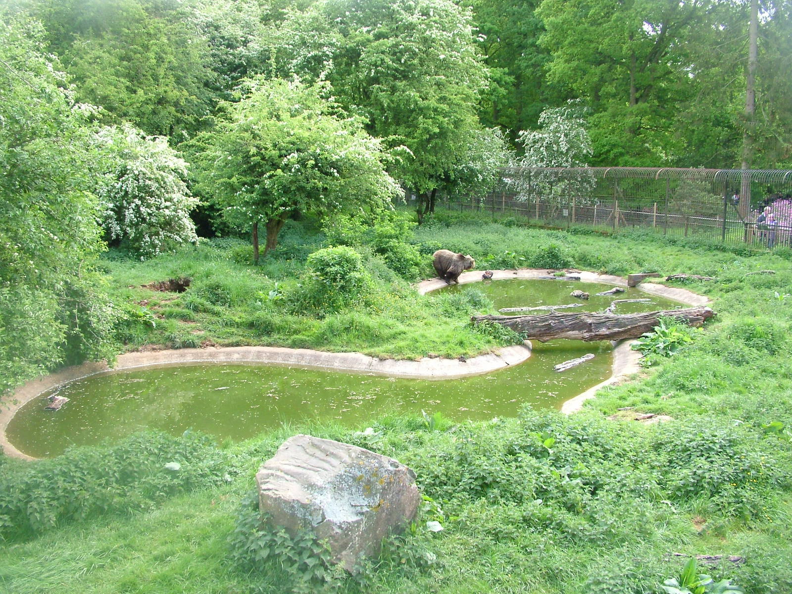 European Brown Bear Exhibit at Whipsnade 08/05/11