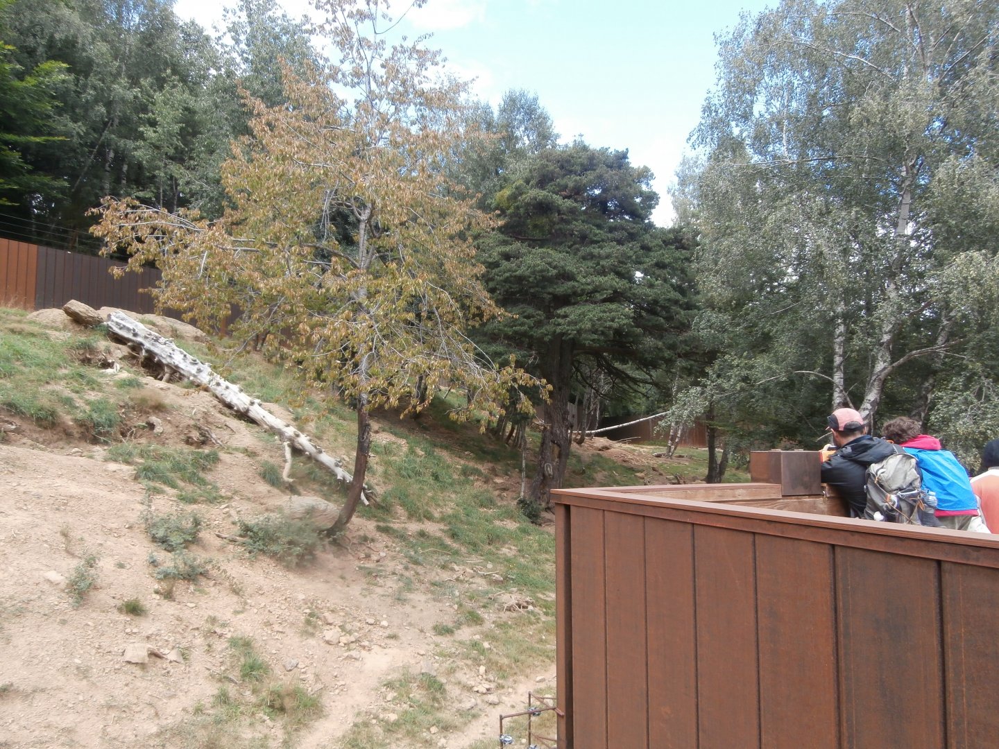 European brown bear exhibit- Lacuniacha