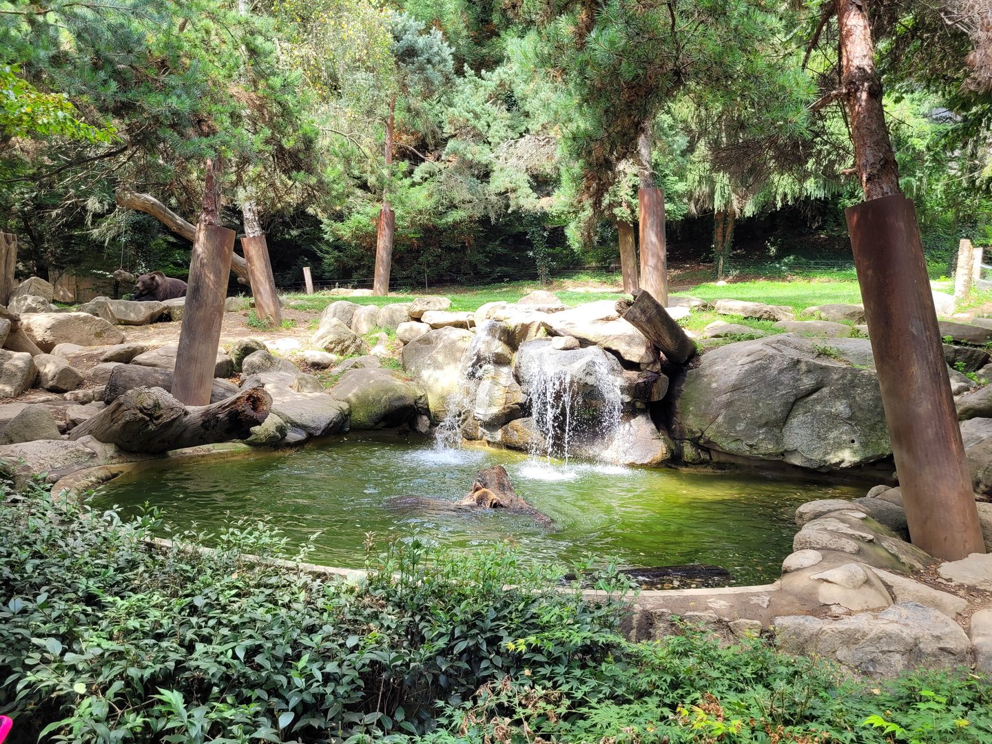 European brown bear exhibit -Parc Animalier des Pyrénées (2023)