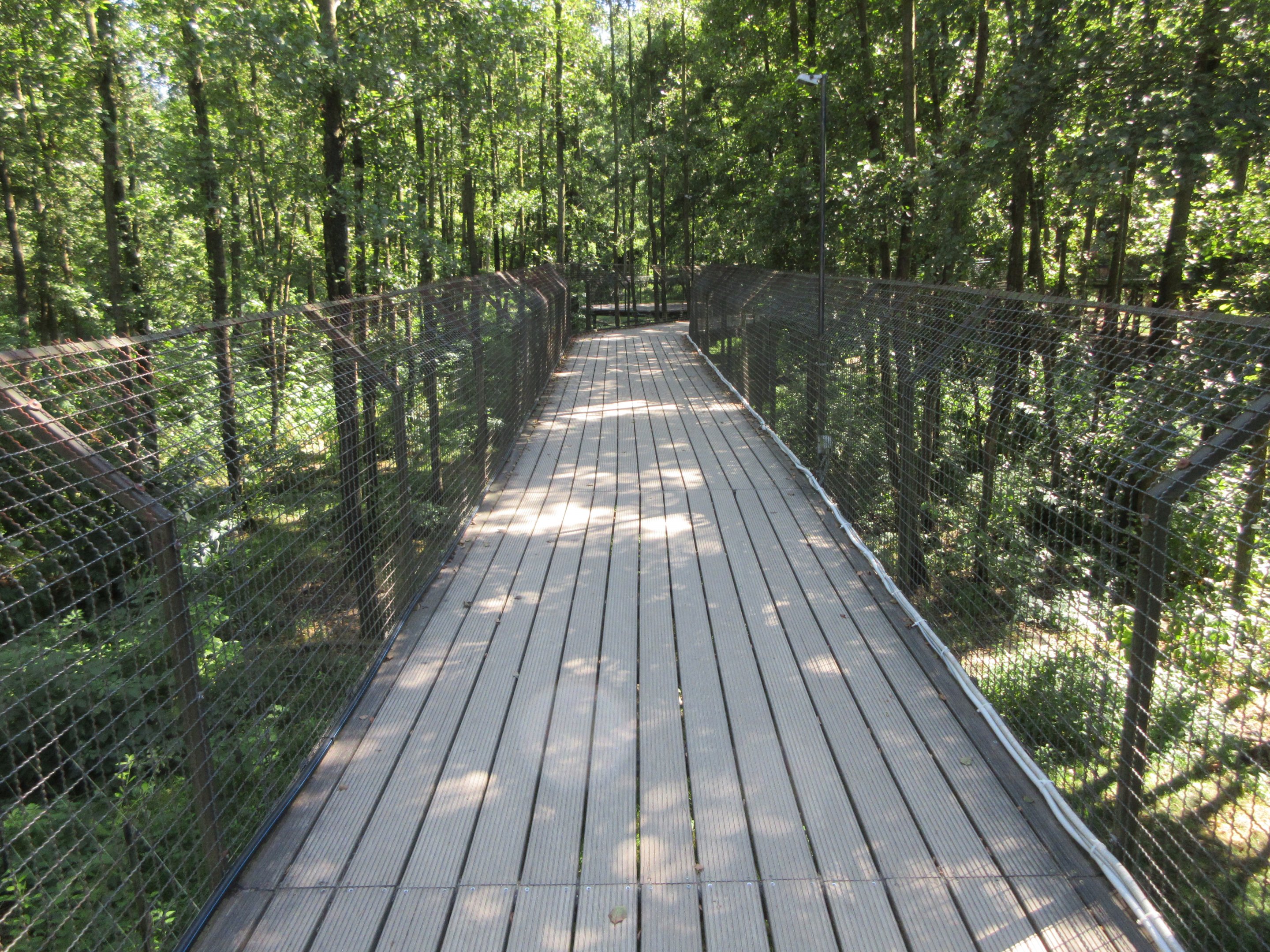European Brown Bear Exhibit (seen via overhead boardwalk)