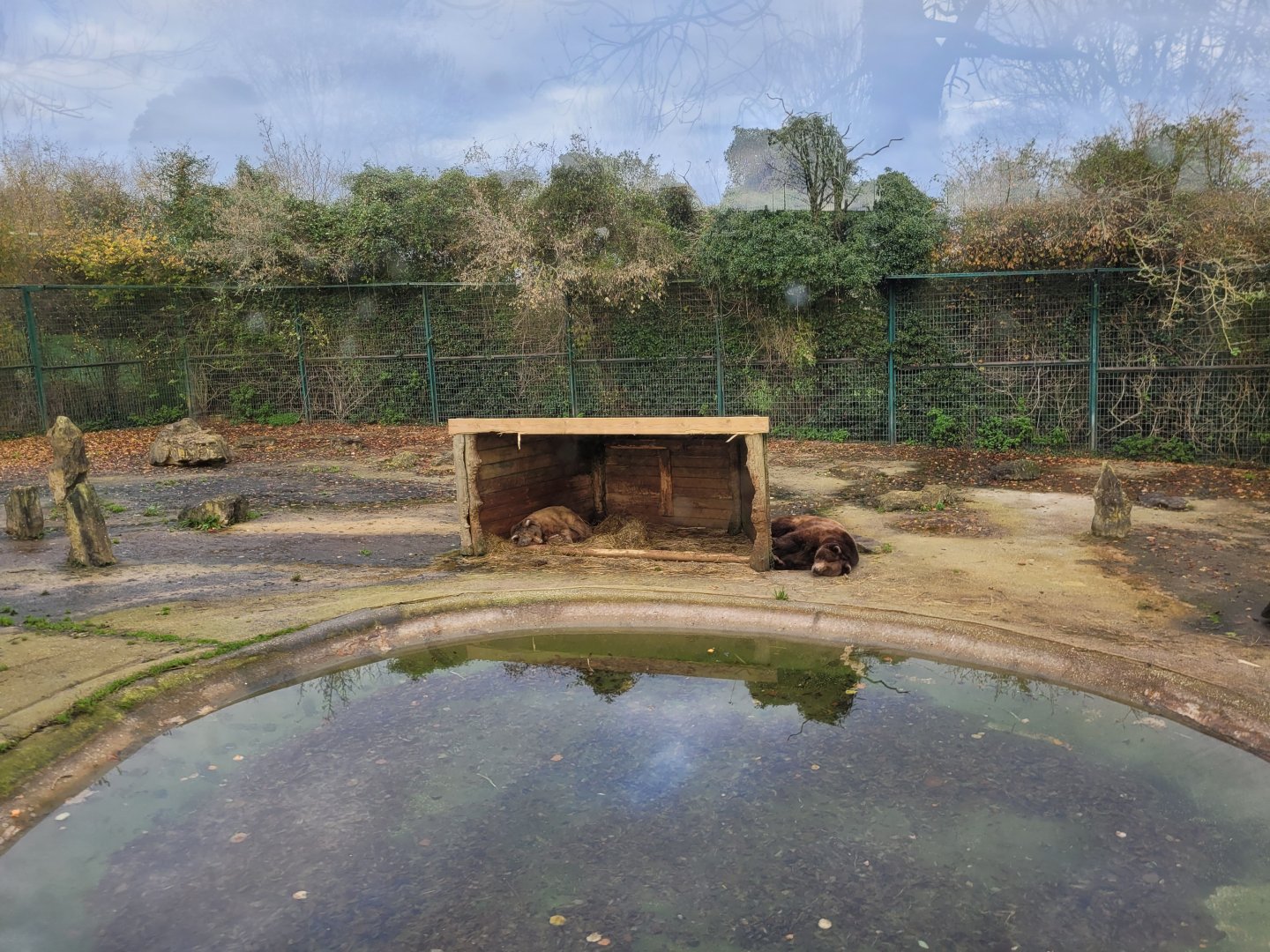 European brown bear exhibit -Zoo de Santillana del Mar (2023)