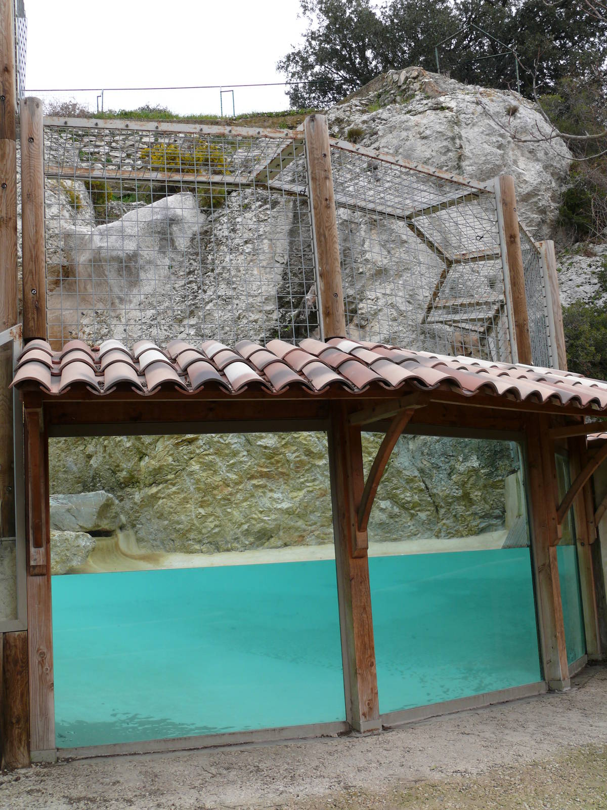 European brown bear exhibit
