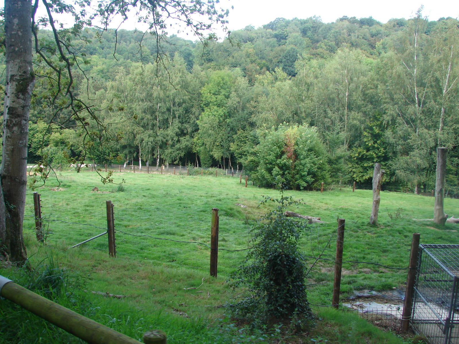 European brown bear exhibit