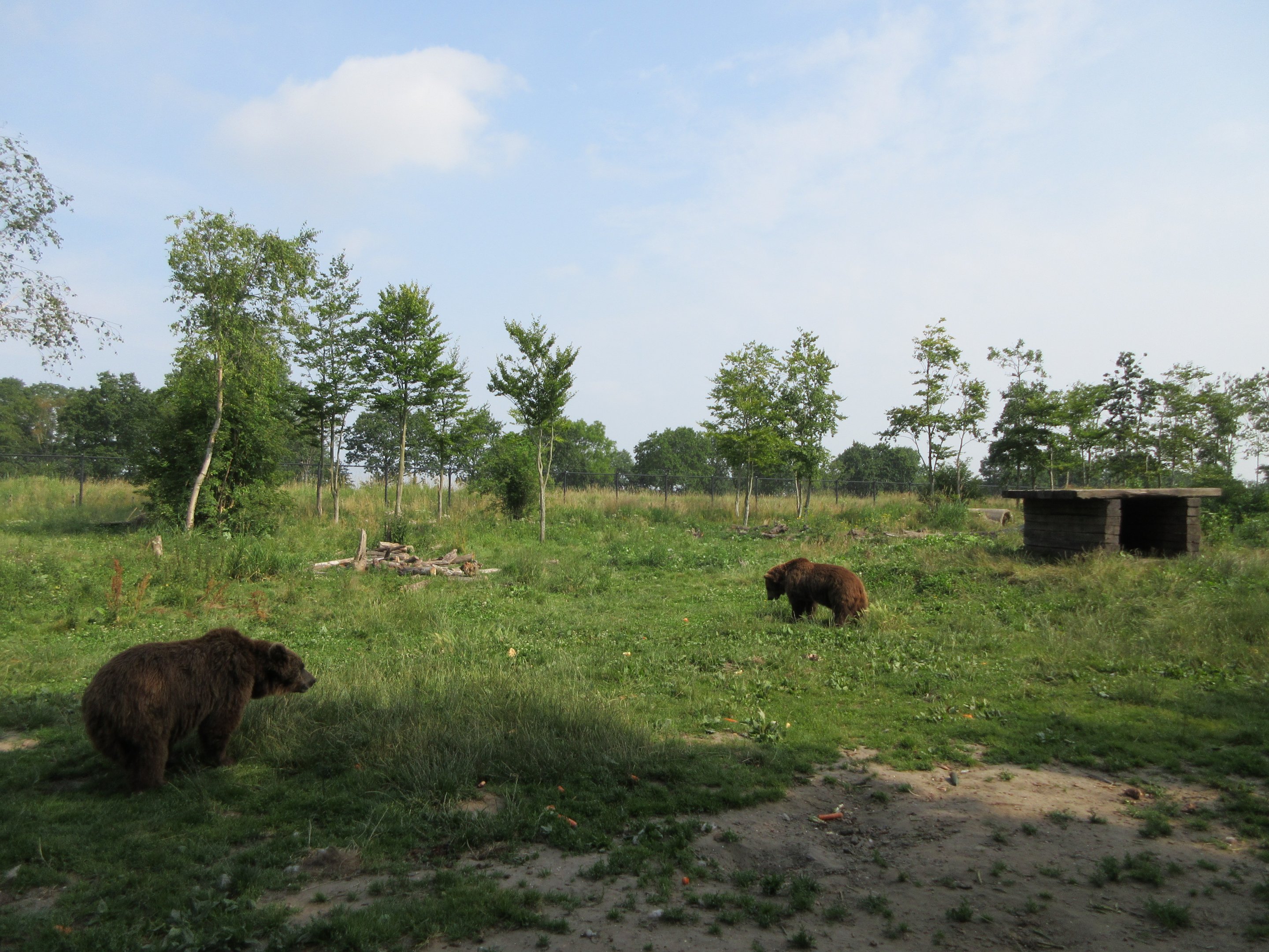 European Brown Bear Exhibit