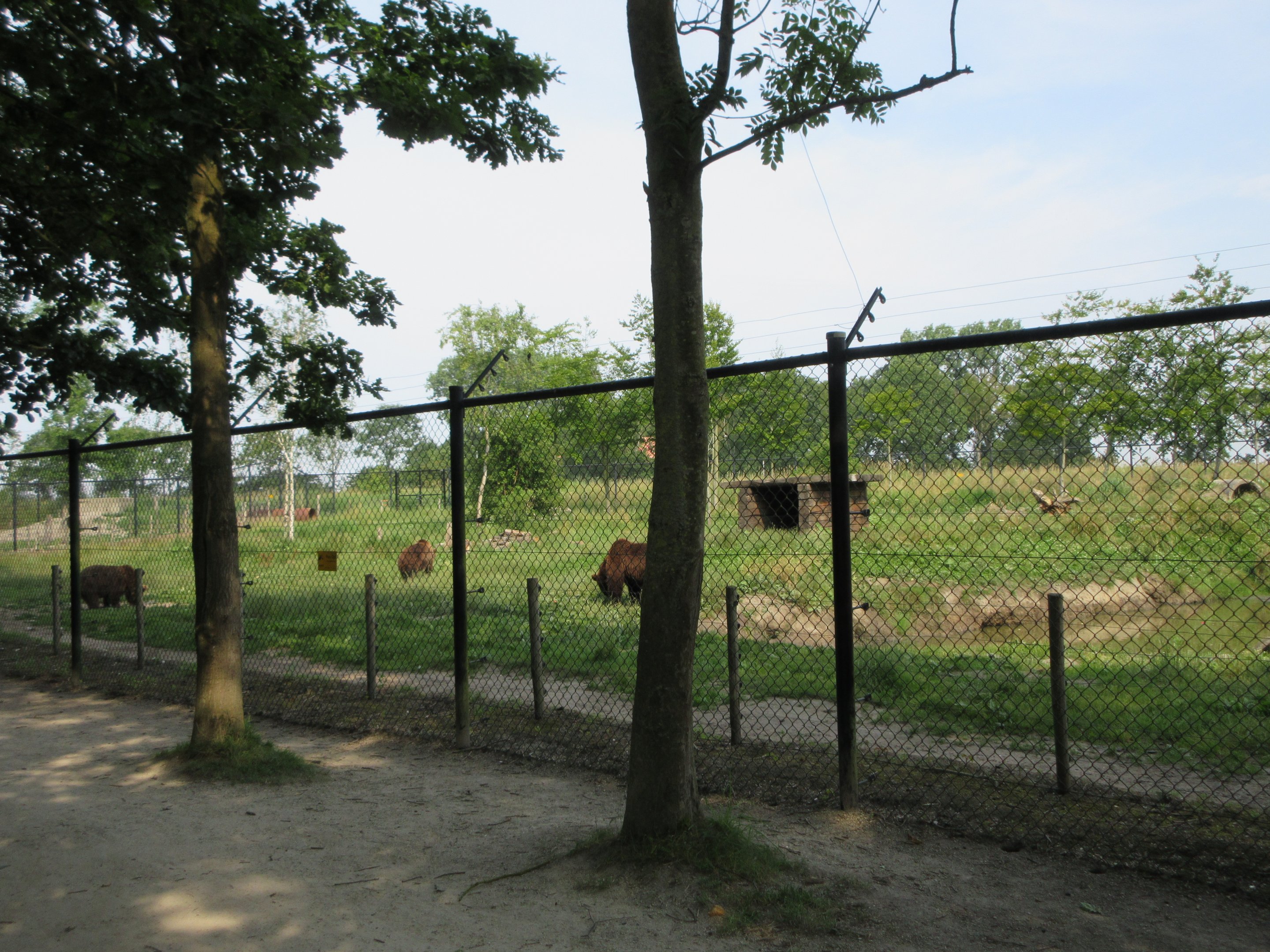 European Brown Bear Exhibit