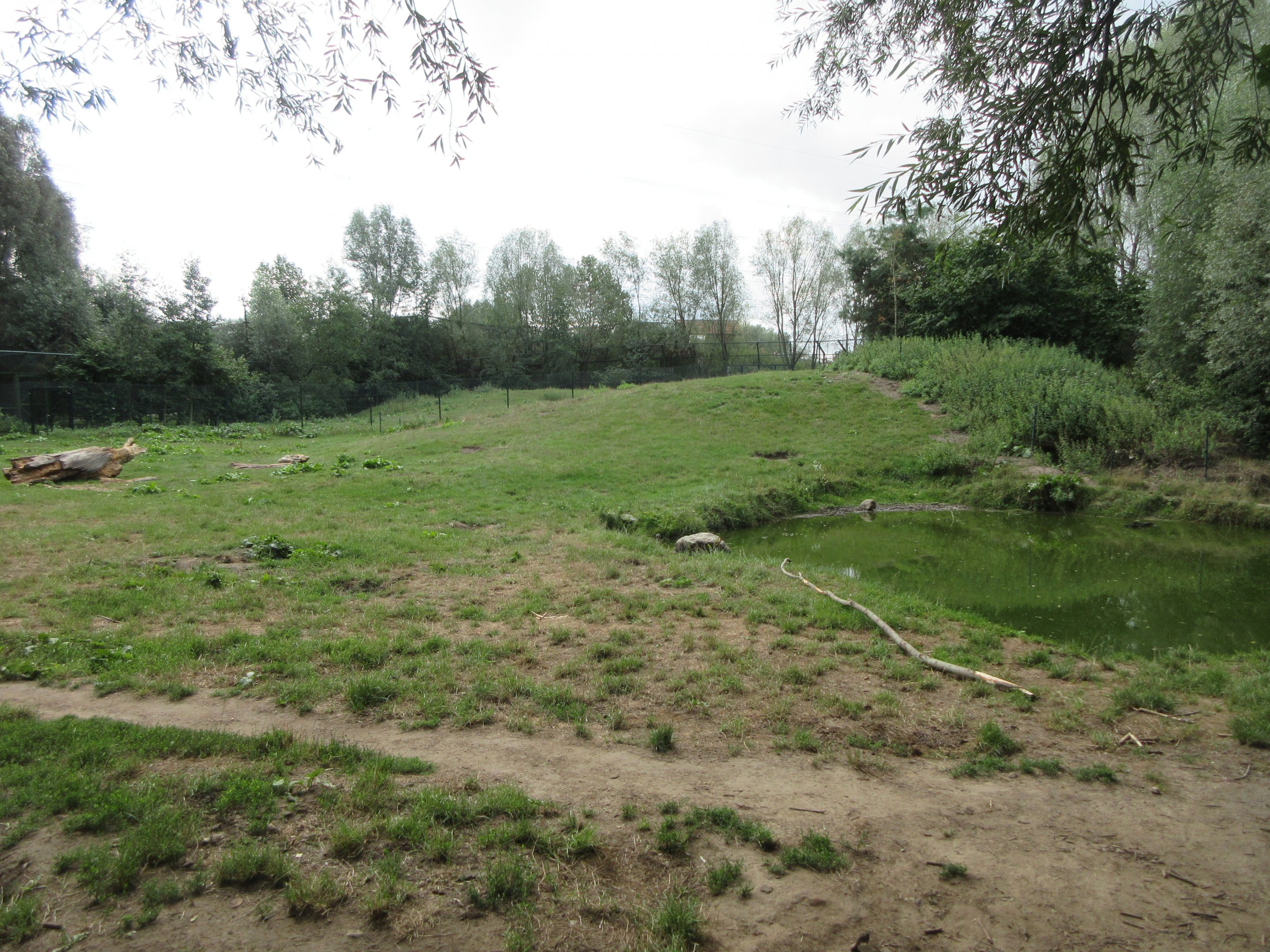 European Brown Bear Exhibit