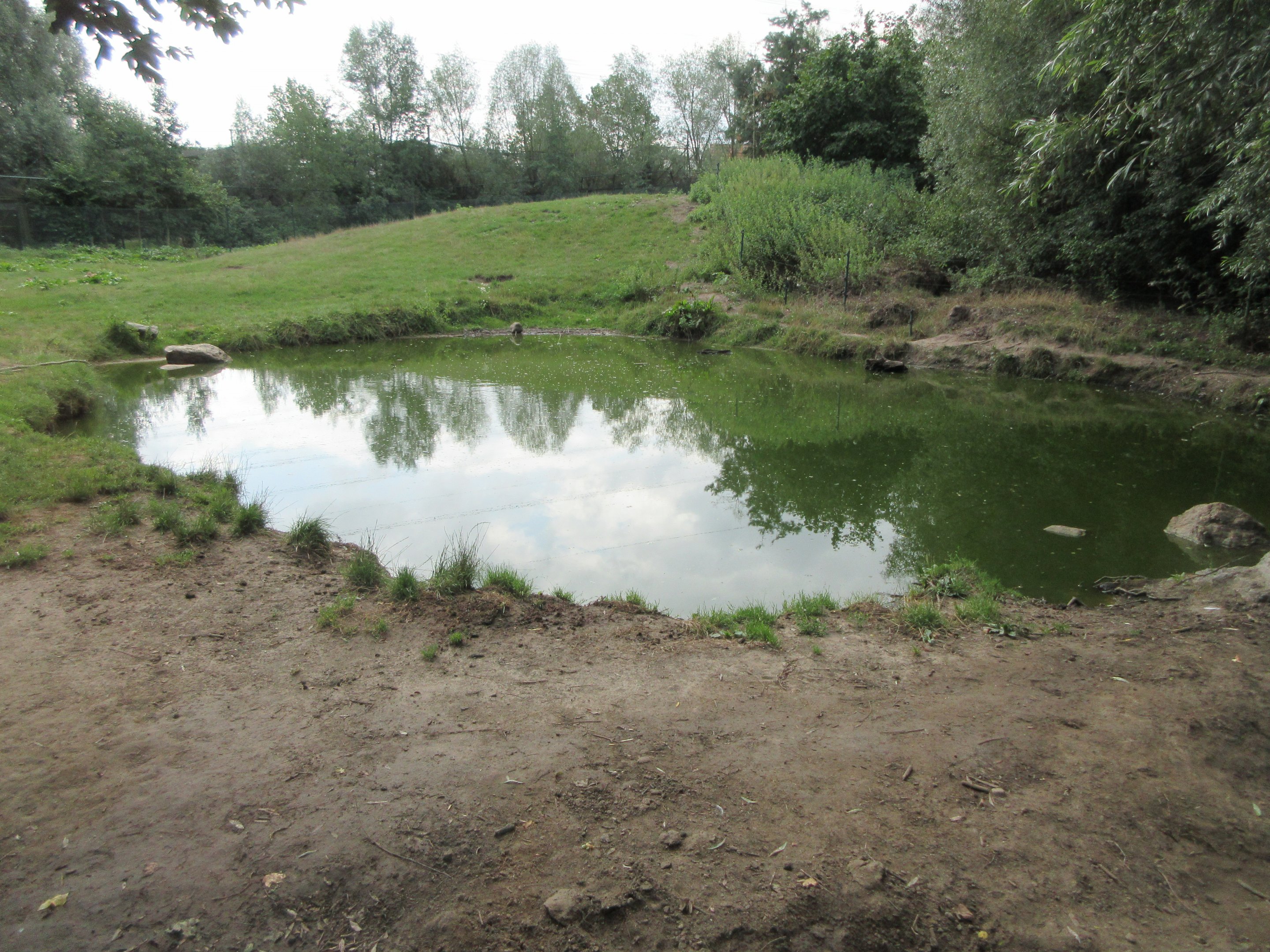 European Brown Bear Exhibit