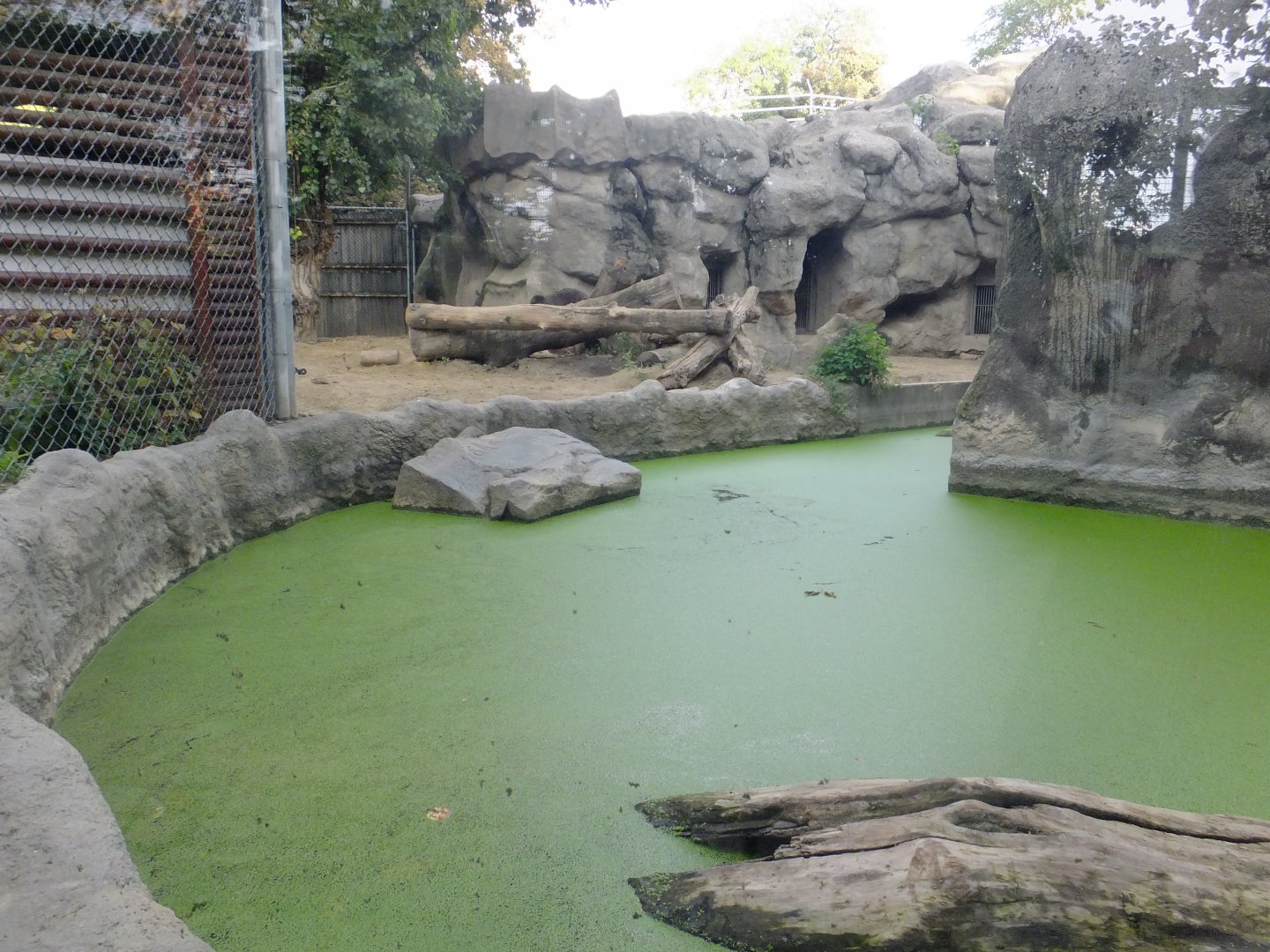 European brown bear exhibit