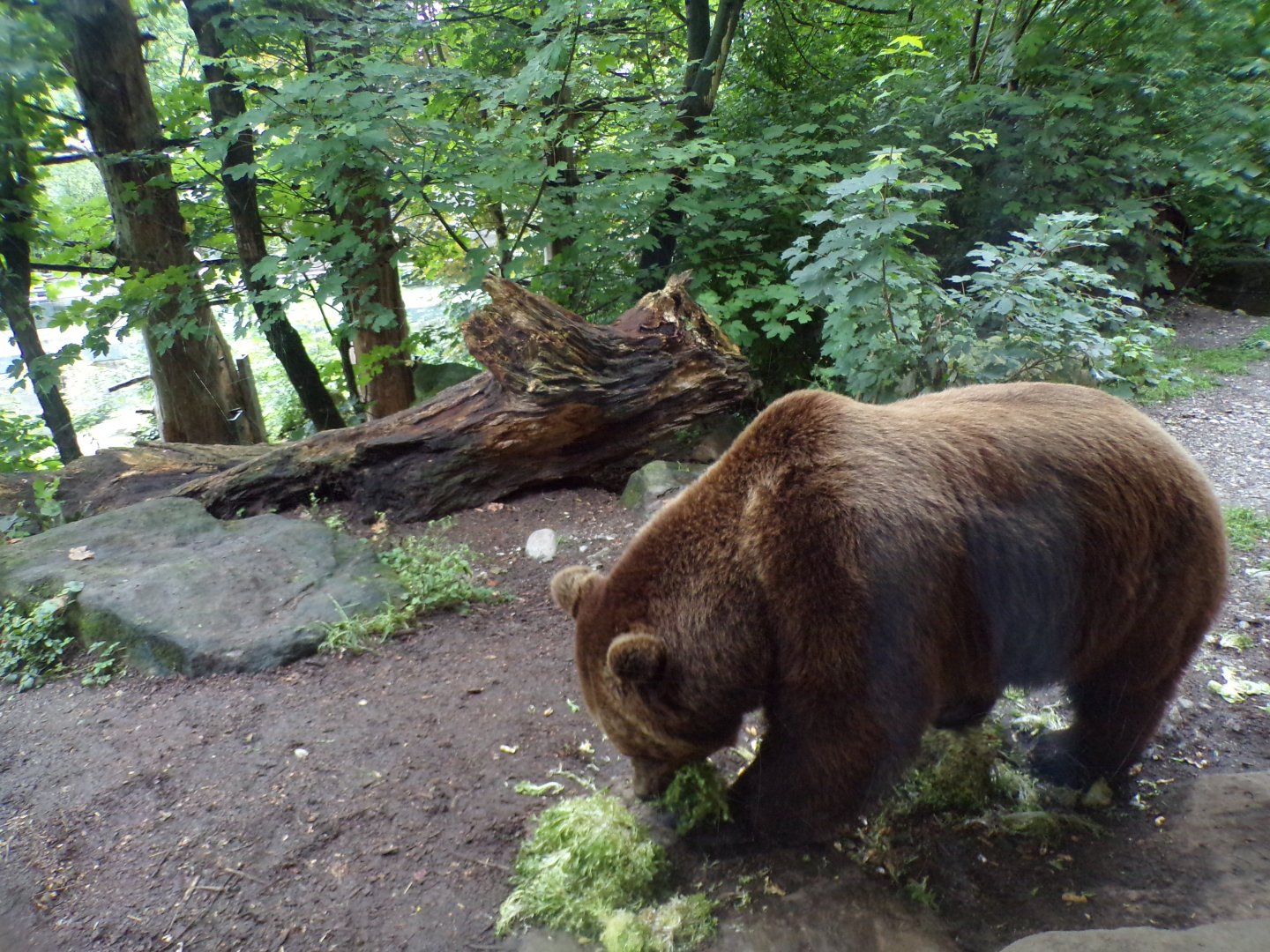 European brown bear feeding on cabbage 9.7.25