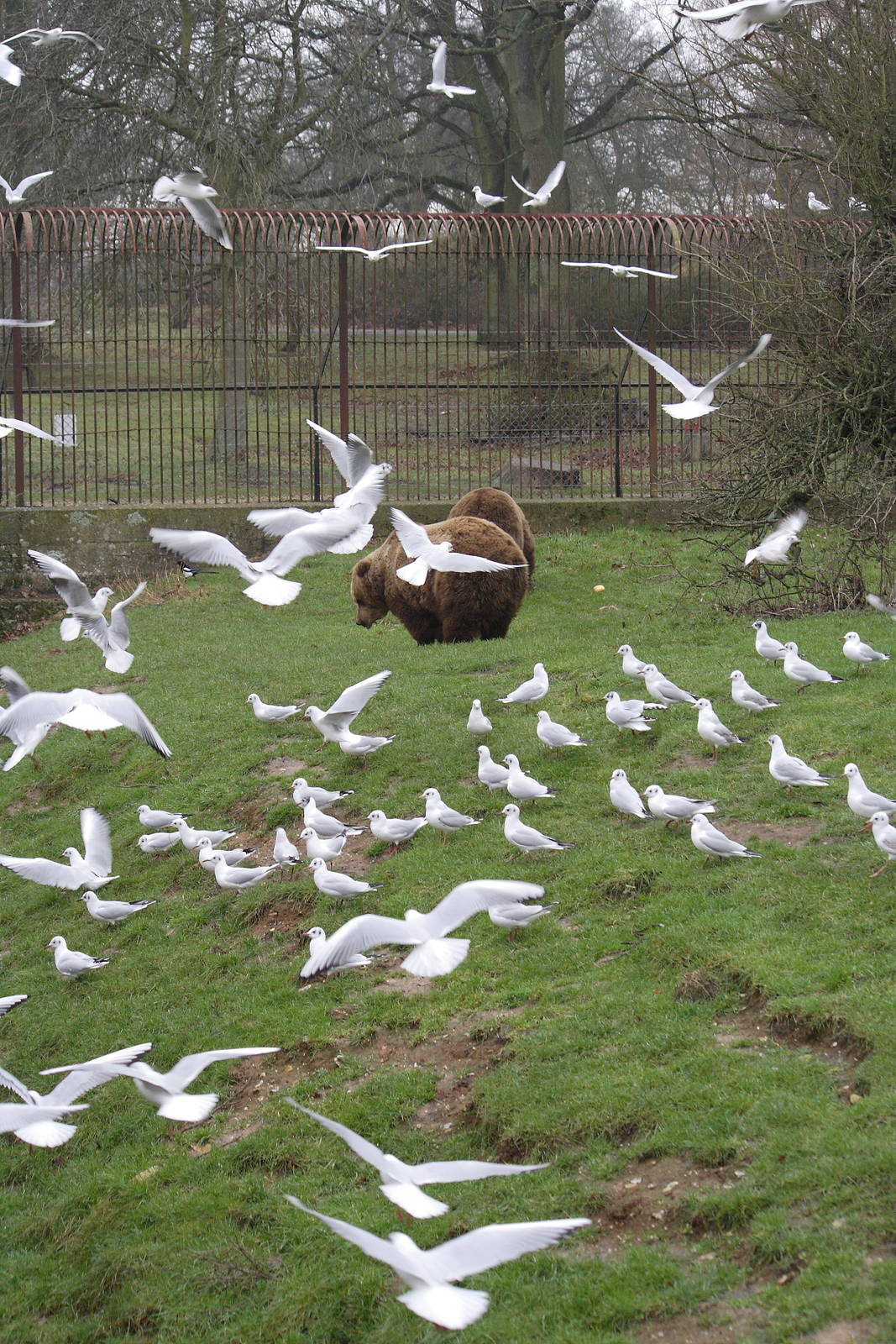 European brown bear feeding time