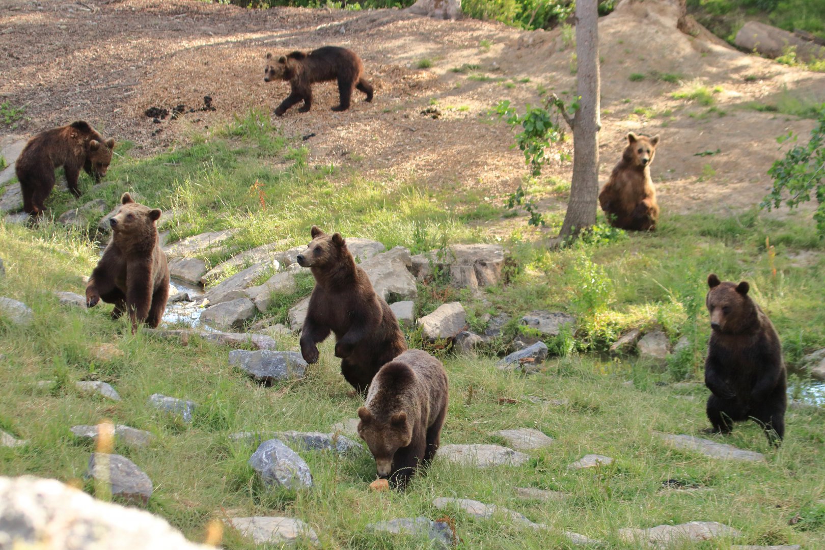 European brown bear feeding