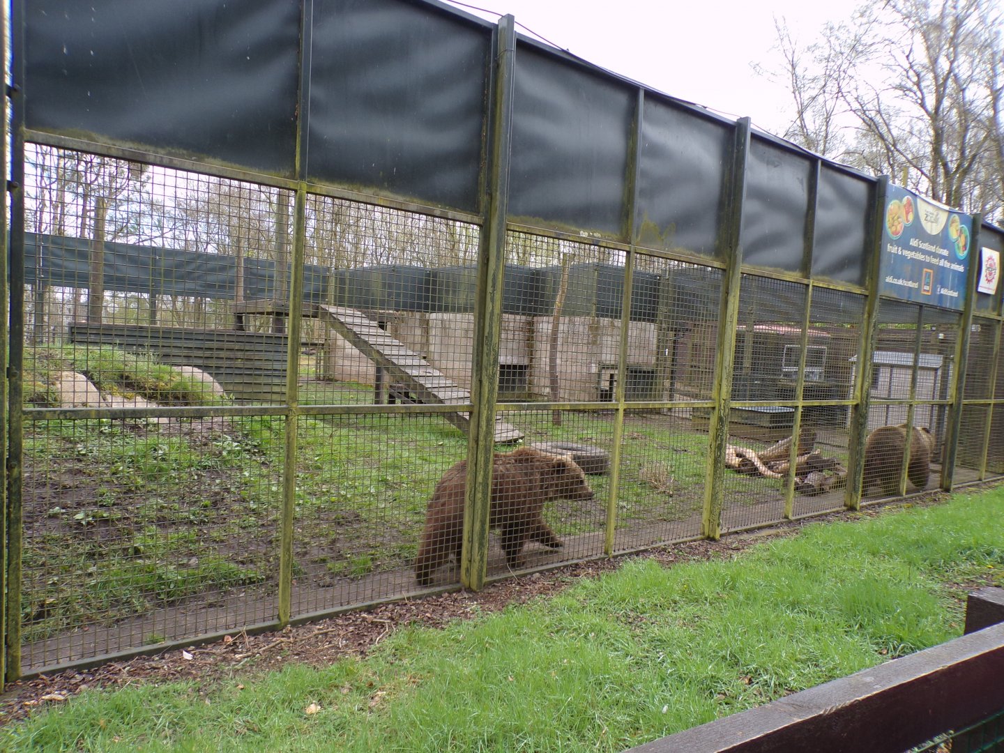 European brown bear holding area 12.4.24