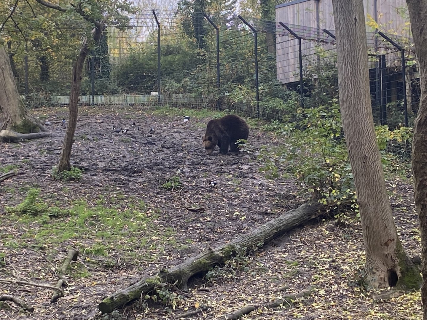 European brown bear image 2