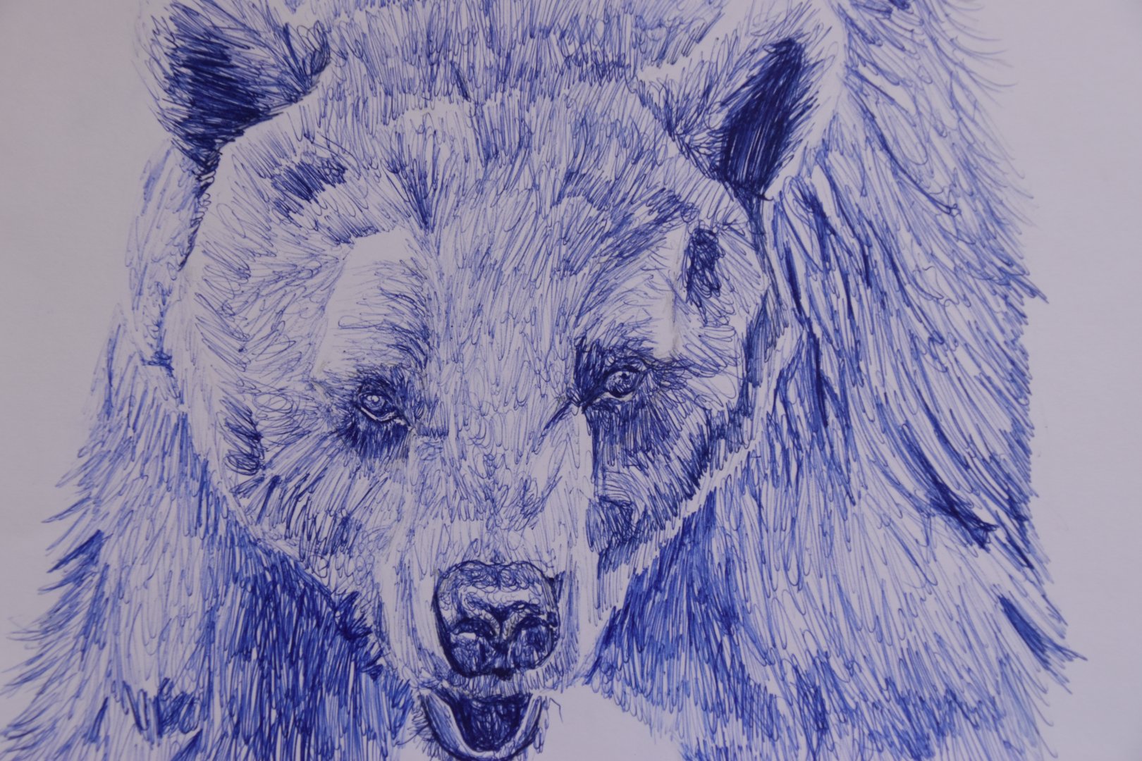 European brown bear in ballpoint