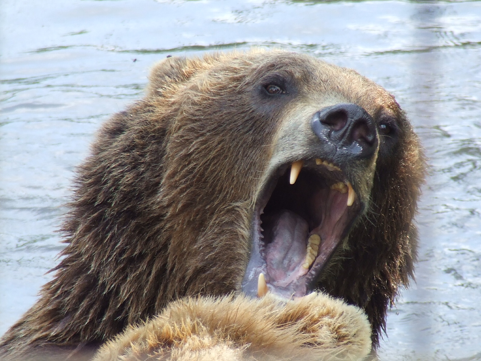European brown bear @ Jaszbereny Zoo, Hungary