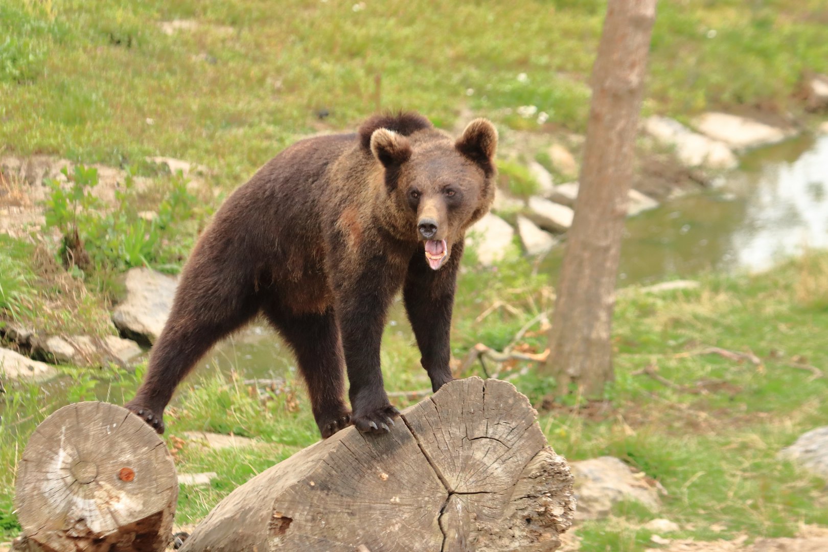 European brown bear (July 2020)