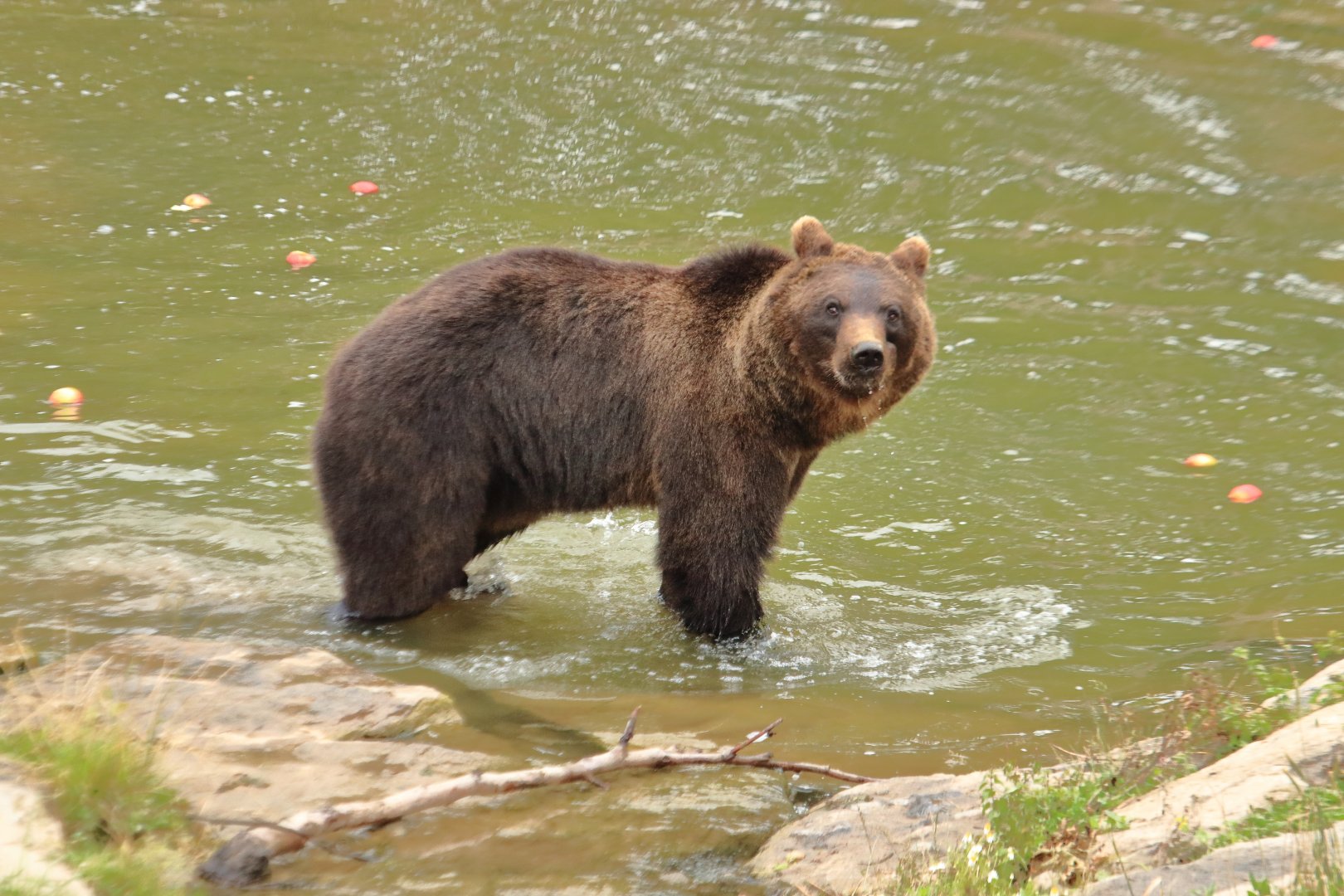 European brown bear (July 2020)