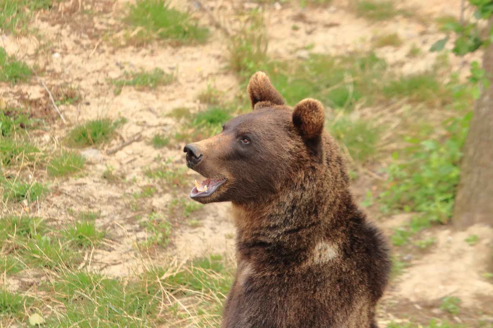 European brown bear (July 2020)